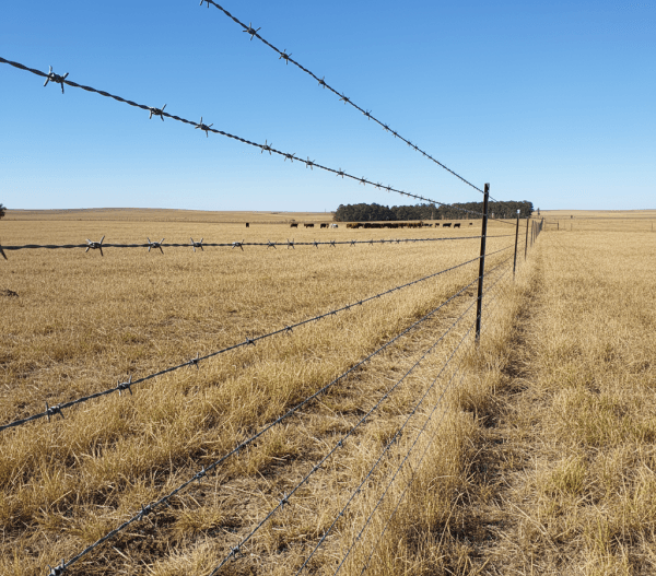 Barbed wire fence with multiple strands stretched between steel posts across open farmland with cattle.