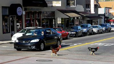 The famous feral chickens of Fair Oaks crossing a street, a unique local sight that represents the area’s rustic charm and the residential character where Horizon Fence provides its custom fencing services.