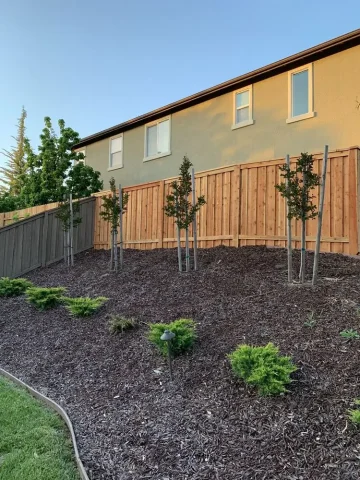 Tall wooden privacy fence installed along a sloped backyard in Roseville with young trees and mulch covering the landscape.